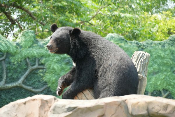 Le talkie walkie : outil indispensable pour communiquer pour les survivalistes